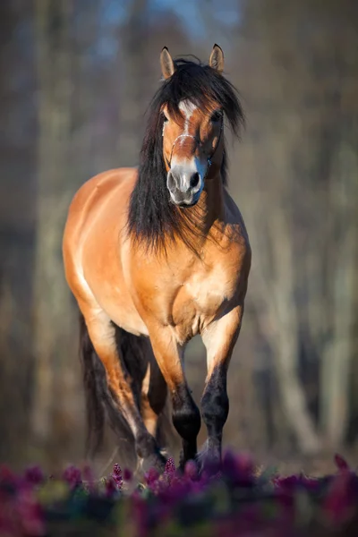 stock image Horse in spring forest