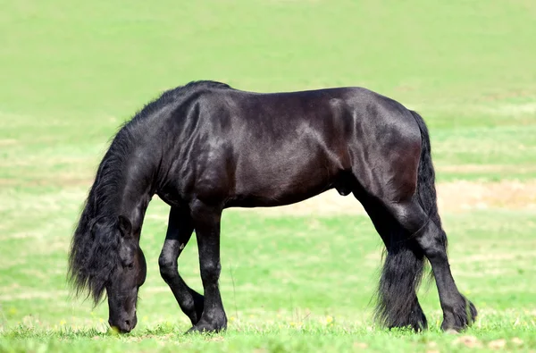 Black Friesian horse in field — Stock Photo, Image