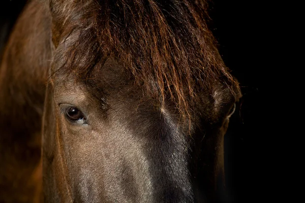 Арабская голова лошади изолирована — стоковое фото