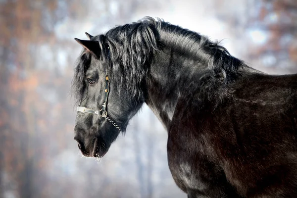 Cabeça de cavalo preta — Fotografia de Stock