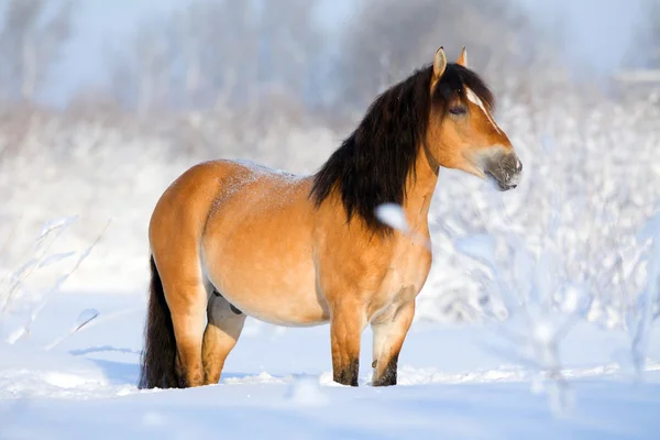 Cavalo da baía no inverno — Fotografia de Stock