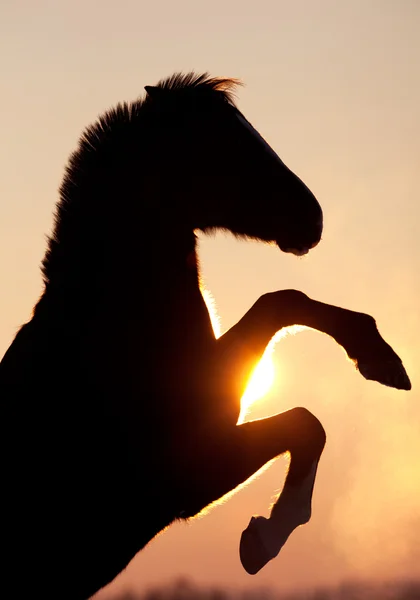 Silhouette de cheval au coucher du soleil — Photo