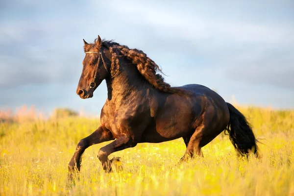 Svart frisiska hästen körs galopp i fältet Stockbild