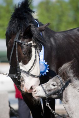 siyah büyük at ve gri küçük pony portre