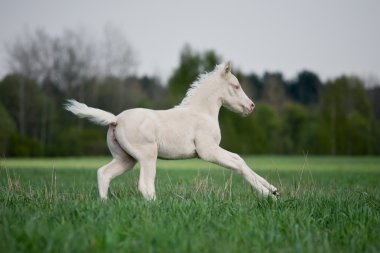 White foal runs in field clipart