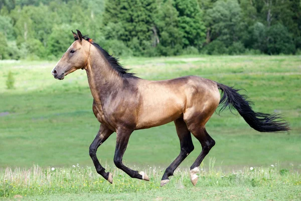 Ахалтекинская лошадь бегает по полю — стоковое фото
