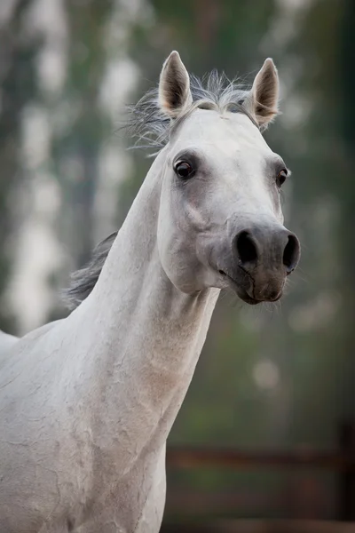 Course de chevaux gris arabe — Photo
