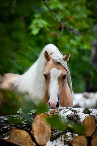 Welsh pony in bos — Stockfoto