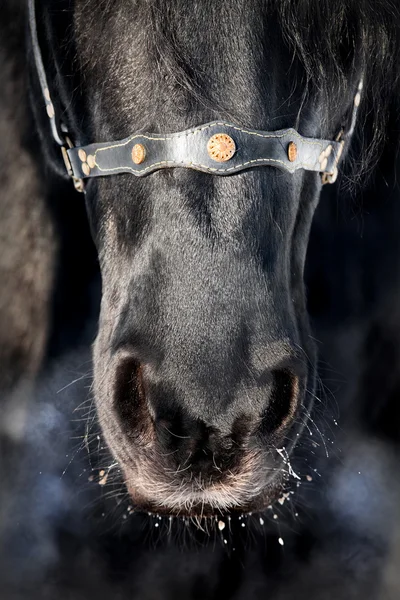 Nase eines schwarzen Pferdes aus nächster Nähe. — Stockfoto