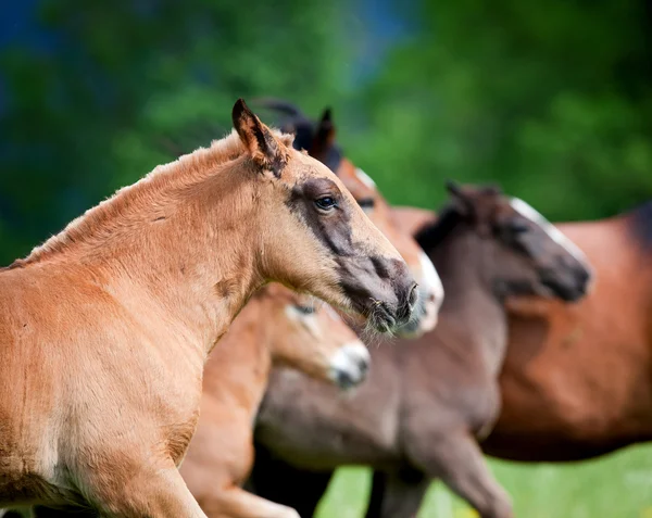 Wilde paarden punten galop in veld — Stockfoto