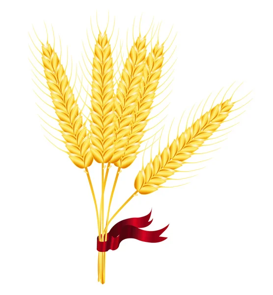 Kłosy pszenicy — Wektor stockowy