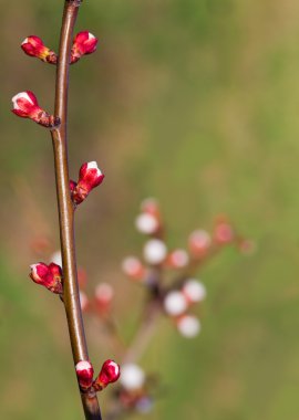 Sakura çiçekler