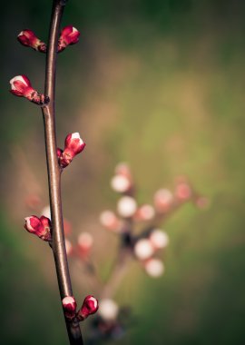 Sakura çiçekler