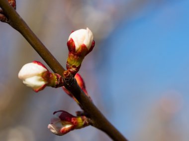 Sakura çiçekler