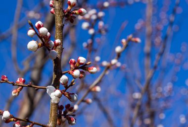 Sakura çiçekler