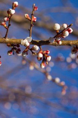 Sakura çiçekler