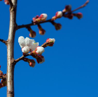 Sakura çiçekler