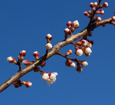 Sakura çiçekler