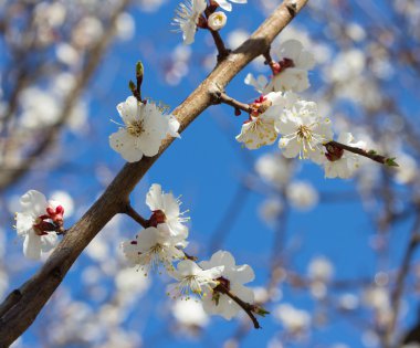 Sakura çiçekler