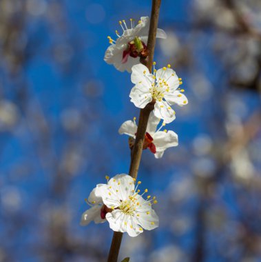 Sakura çiçekler