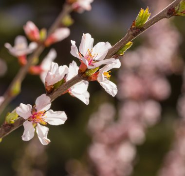 Sakura çiçekler