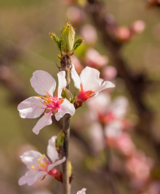 Sakura çiçekler