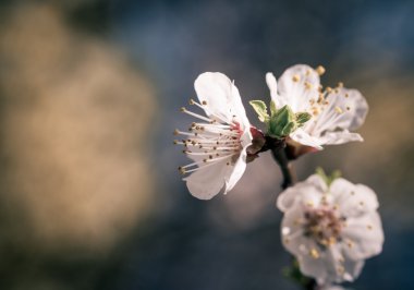 Sakura çiçekler