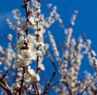 Sakura çiçekler