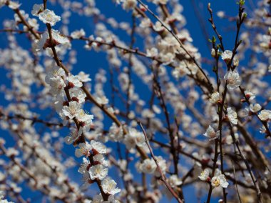 Sakura çiçekler