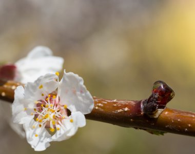 Sakura çiçekler