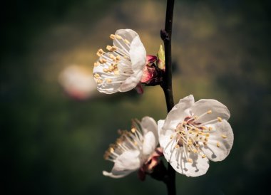 Sakura çiçekler