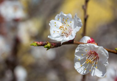 Sakura çiçekler