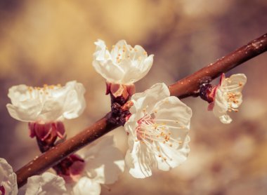 Sakura çiçekler