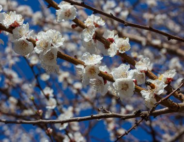 Sakura çiçekler