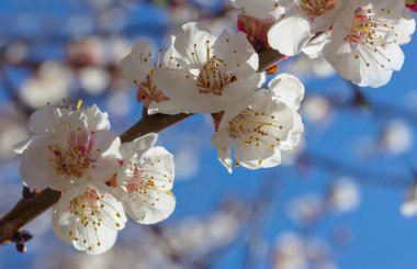 Sakura çiçekler