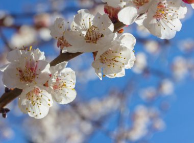 Sakura çiçekler