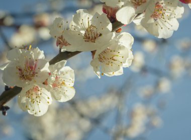 Sakura çiçekler