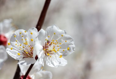 Sakura çiçekler