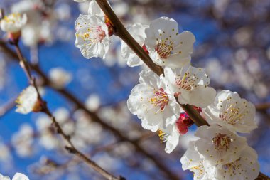 Sakura çiçekler