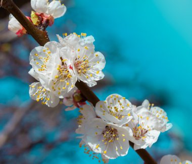 Sakura çiçekler