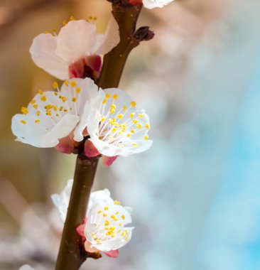 Sakura çiçekler