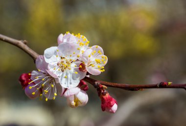 Sakura çiçekler