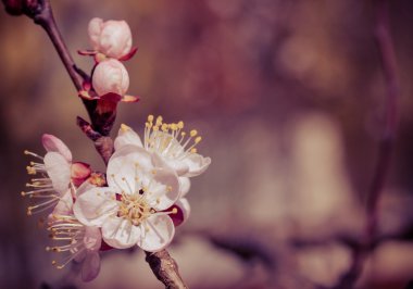 Sakura çiçekler