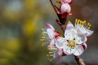 Sakura çiçekler