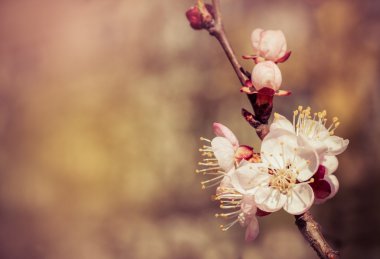 Sakura çiçekler