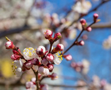 Sakura çiçekler