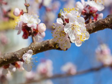 Sakura çiçekler