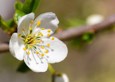 Sakura çiçekler