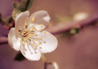 Sakura çiçekler