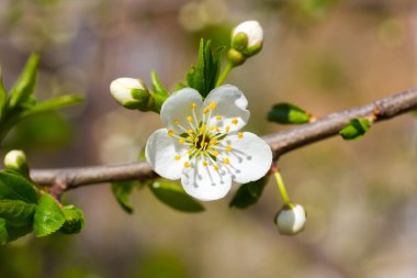 Sakura çiçekler